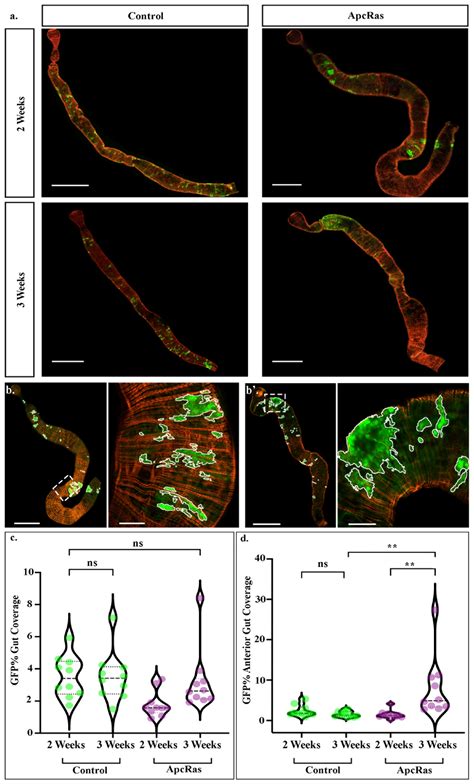 Ijms Free Full Text Sensitive High Throughput Assays For Tumour