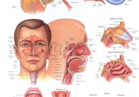 Ear Nose And Throat Diagram