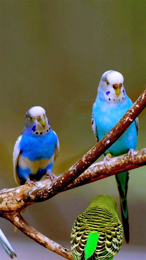 Budgerigar Phone Wallpapers