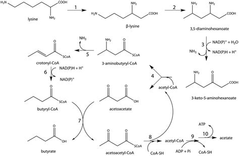 The Lysine Fermentation Pathway Lysine Is Converted To β Lysine By Download Scientific Diagram