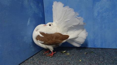 Garden Fantail Pigeon