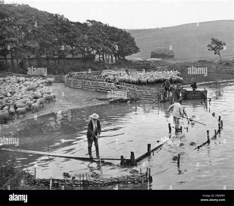 A Vintage Early Th Century Black And White Photograph Of Sheep