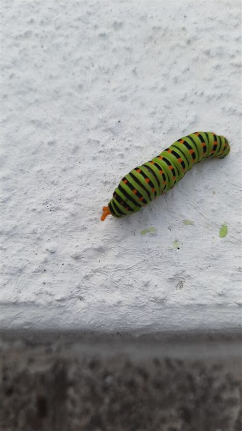 Que Esp Cie Esta Lagarta Da Borboleta Cauda De Andorinha Wilder