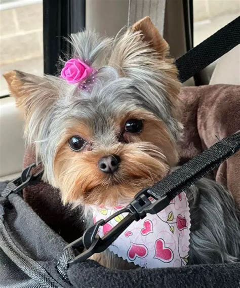 15 Funny Pictures Of Adorable Yorkies In The Close Up Challenge ...