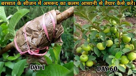 बरसात के सीजन में अमरूद बिही का कलम आसानी से तैयार कैसे करें।।how To Grow Amrud In Rain Season