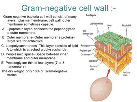 Gram Negative Cell Wall Diagram Drivenheisenberg