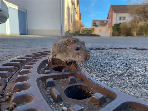 Firefighters Called To Rescue Enormous Fat Rat Stuck In Manhole Cover