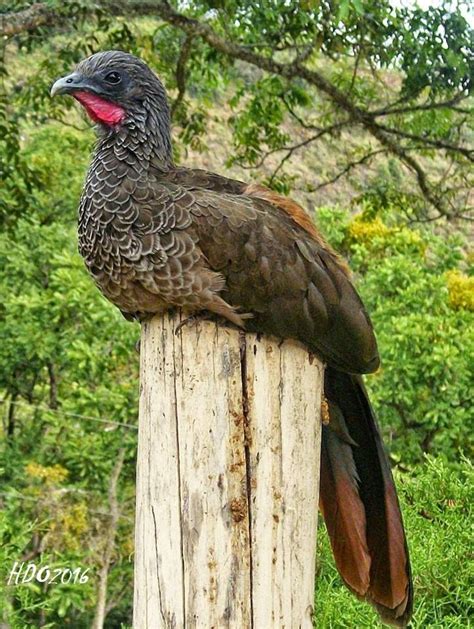 QUEEE GUACHARACA VEREDA RAICEROS FREDONIA COLOMBIA HERNANDO