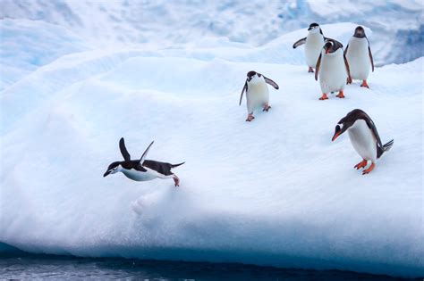 Penguins Diving Off An Iceberg Fine Art Photo Print | Photos by Joseph C. Filer