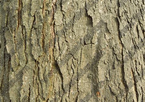 Rough Tree Bark 0006 | TextureMax
