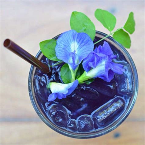 Naturally Grown Blue Butterfly Pea Flowers Clitoria Ternatea