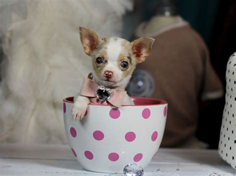 ♥♥♥ Teacup Chihuahua ♥♥♥ Bring This Perfect Baby Home Today Call