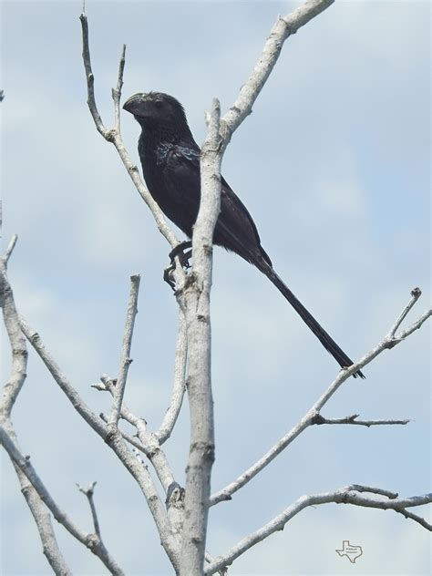 Groove Billed Ani From Kleberg County TX USA On July 23 2023 At 11