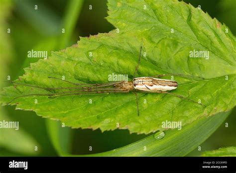 Long Jawed Orb Weaver Tetragnatha Extensa Hi Res Stock Photography And