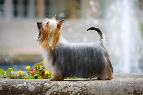 Australian Silky Terrier Character Nutrition Care