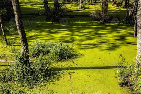 Green Slime Swamp 9660245 Stock Photo At Vecteezy