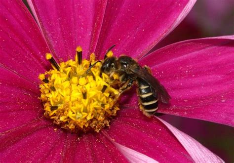 halictidae urbanwildbees