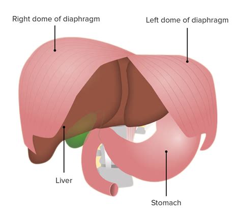 Diafragma Anatomia Concise Medical Knowledge