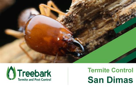 San Dimas Treebark Termite And Pest Control Services