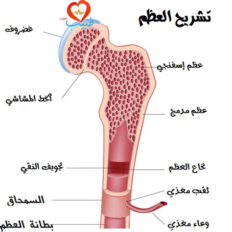 زرع نخاع العظم Bone Marrow Transplantation طبيعته، إجراؤه، مخاطره