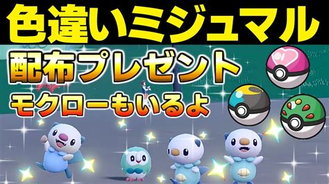 【ポケモンsv 色違い】オシャボ入り ミジュマル を配布しちゃいます！ イロチもあるよ！プレゼント企画 フタチマル ダイケンキ スカーレット