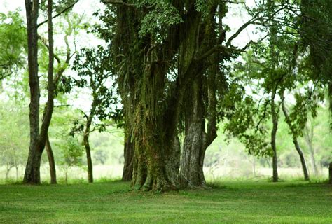 Emigrar A Paraguay A El Paraiso Verde Lo Antes Posible