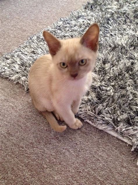 Chocolate Burmese Kitten