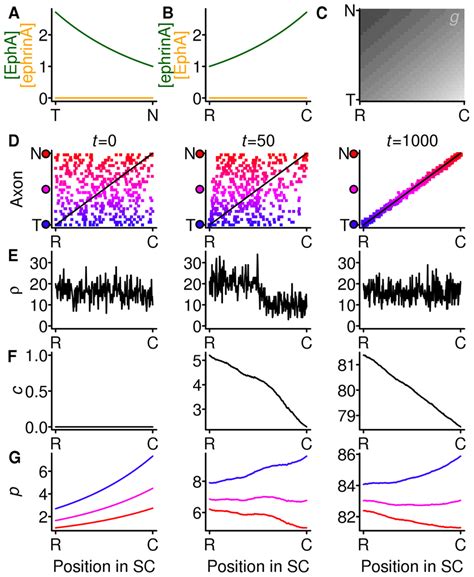 Gradients With Strong Compensation And No Countergradients A B The