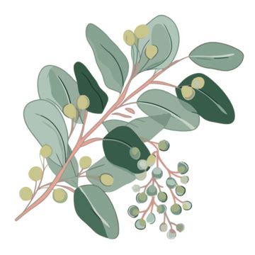 Eucalyptus Leaves Clipart Eucalyptus Leaves And Berries Cartoon Vector