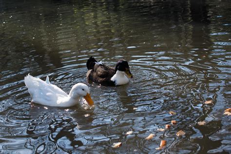 Ducks swim in pond 14793389 Stock Photo at Vecteezy