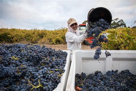 Thistledown Harvest Clarendon Mclaren Vale Grenache Smart Charming