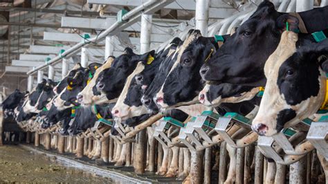 Dairy Innovation Hub To Host First Dairy Summit Nov The Farm