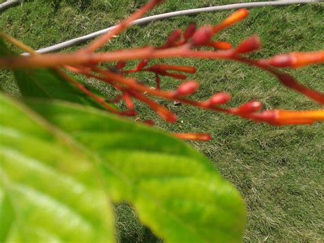 Hamelia Patens Plants Of Tamilnadu India Flickr