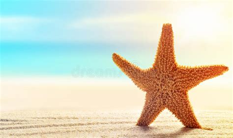 Estrela Do Mar Na Areia Na Praia Foto De Stock Imagem De Console