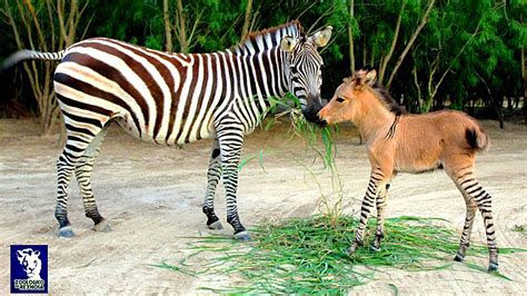 O Fruto Do Amor Improvável De Uma Zebra E Um Asno Khumba O Adorável