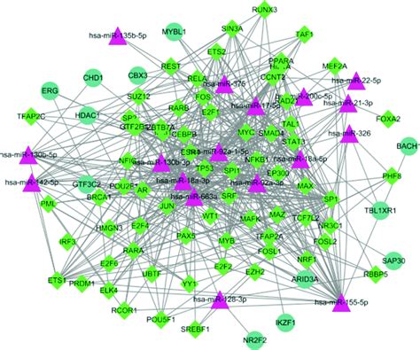 A Sub Network Of The Constructed Complex Gene Regulatory Network The