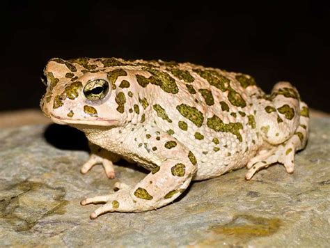 Bufonidae - True Toads | Wildlife Journal Junior | Toad, Wildlife, Frog ...