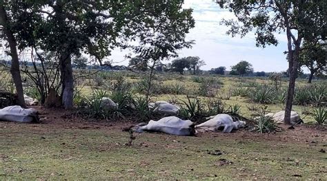 Una Ola De Fr O En Mato Grosso Do Sul Provoc La Muerte De M S De