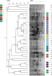 Molecular Typing Phenotypic And Genotypic Assessment Of Antibiotic