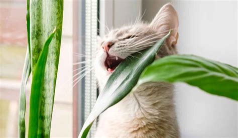 Plantas Venenosas Para Gatos Caracter Sticas E Como Evit Las