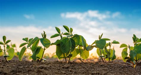 Ciclo Da Soja Um Guia Do Plantio A Colheita Nutri O De Safras