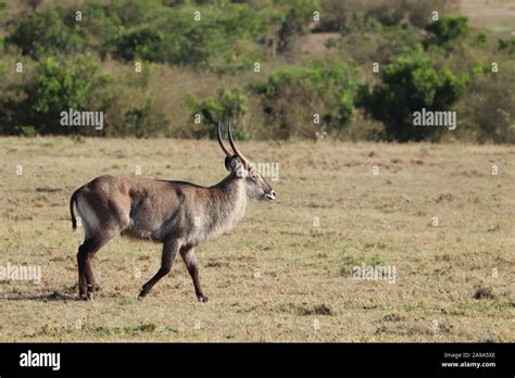 Faune De La Savane Banque De Photographies Et Dimages à Haute