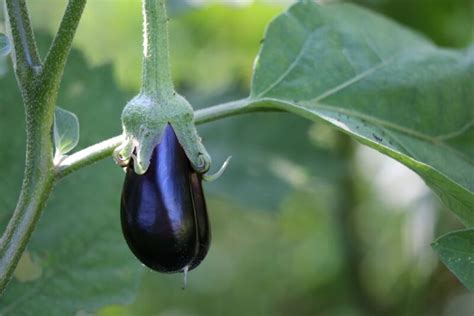 Eggplant Or Aubergine Solanum Melongena Dear Plants