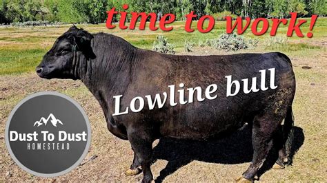 Turning Out Lowline Bull 😲 Youtube