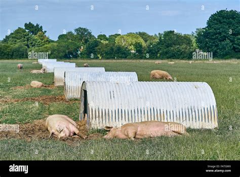 Free Range Organic Pig Farm with pig shelters Stock Photo - Alamy