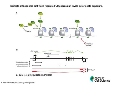 Multiple Antagonistic Pathways Regulate FLC Expression Levels Before