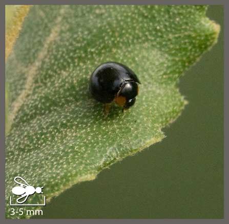 Coccinelle Noire Parexochomus Nigromacula Identifier Un Insecte