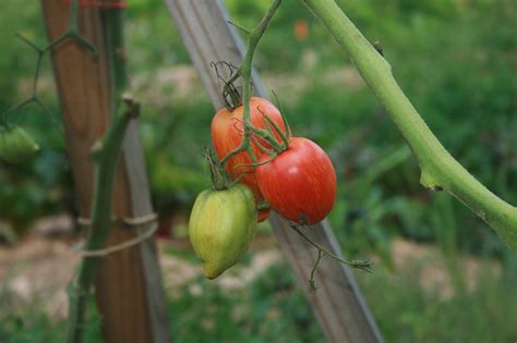 How To Save Tomato Seeds In 3 Steps Wild Abundance