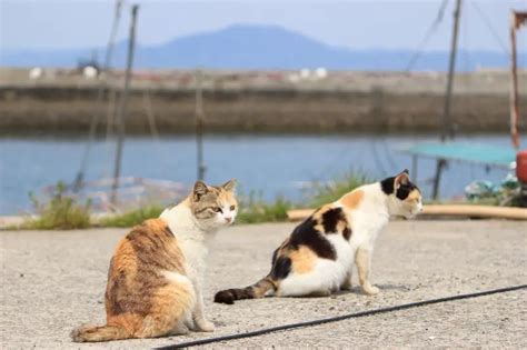 Explore 10 of Japan's Best Cat Islands - WAmazing Discover