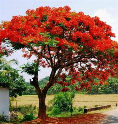 9 Best Flowering Trees in India You Can Grow • India Gardening